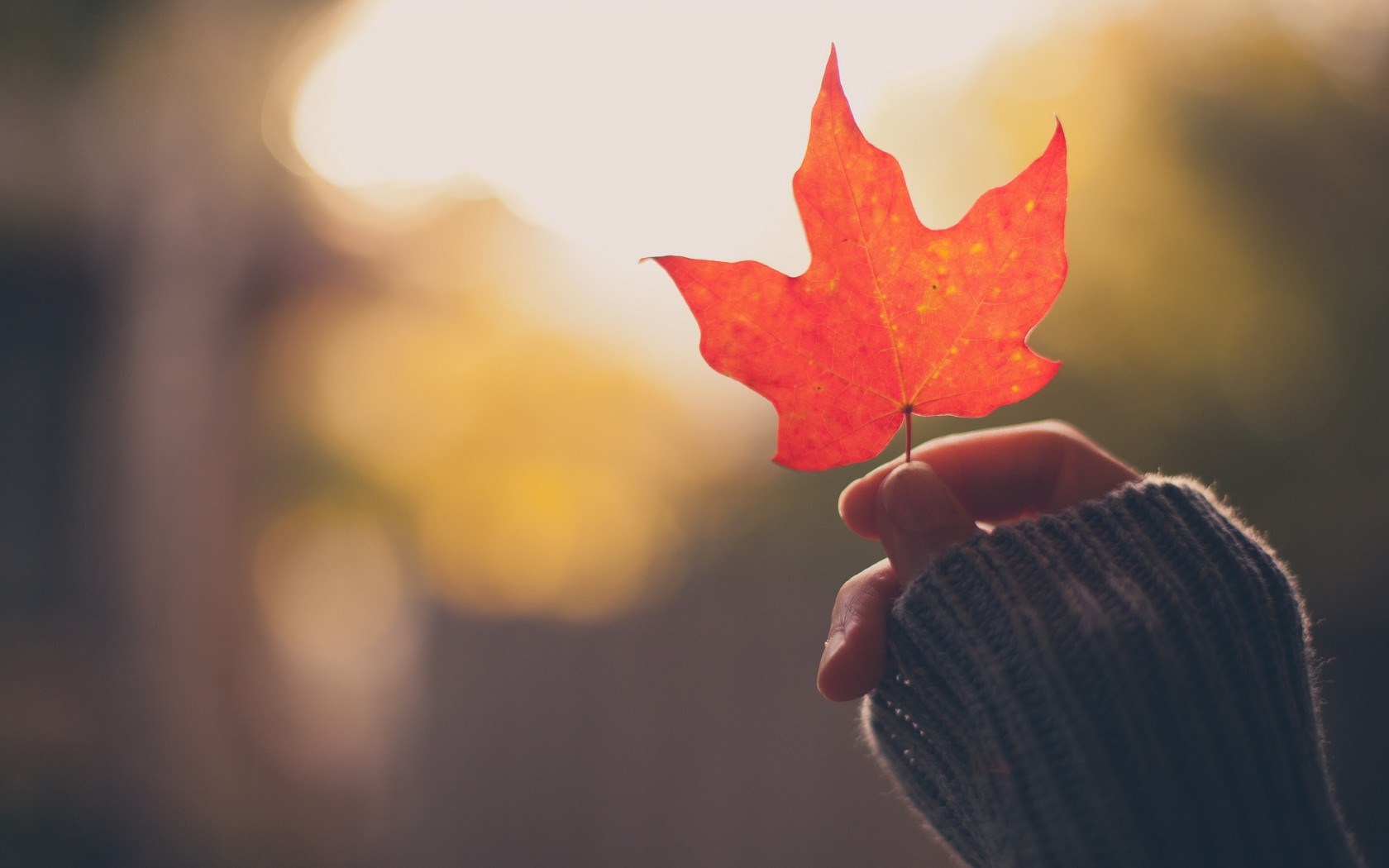 girl-hand-holding-an-autumn-red-maple-leaf